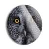 Great Grey Owl  | 24x24 Circle | Glass Plaque