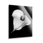 Elegant Calla III  | 12x16 | Glass Plaque