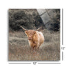 Highland Cow I  | 12x12 | Glass Plaque