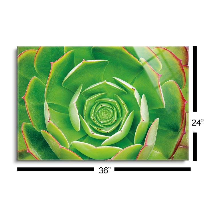 Red Trim Succulent II  | 24x36 | Glass Plaque