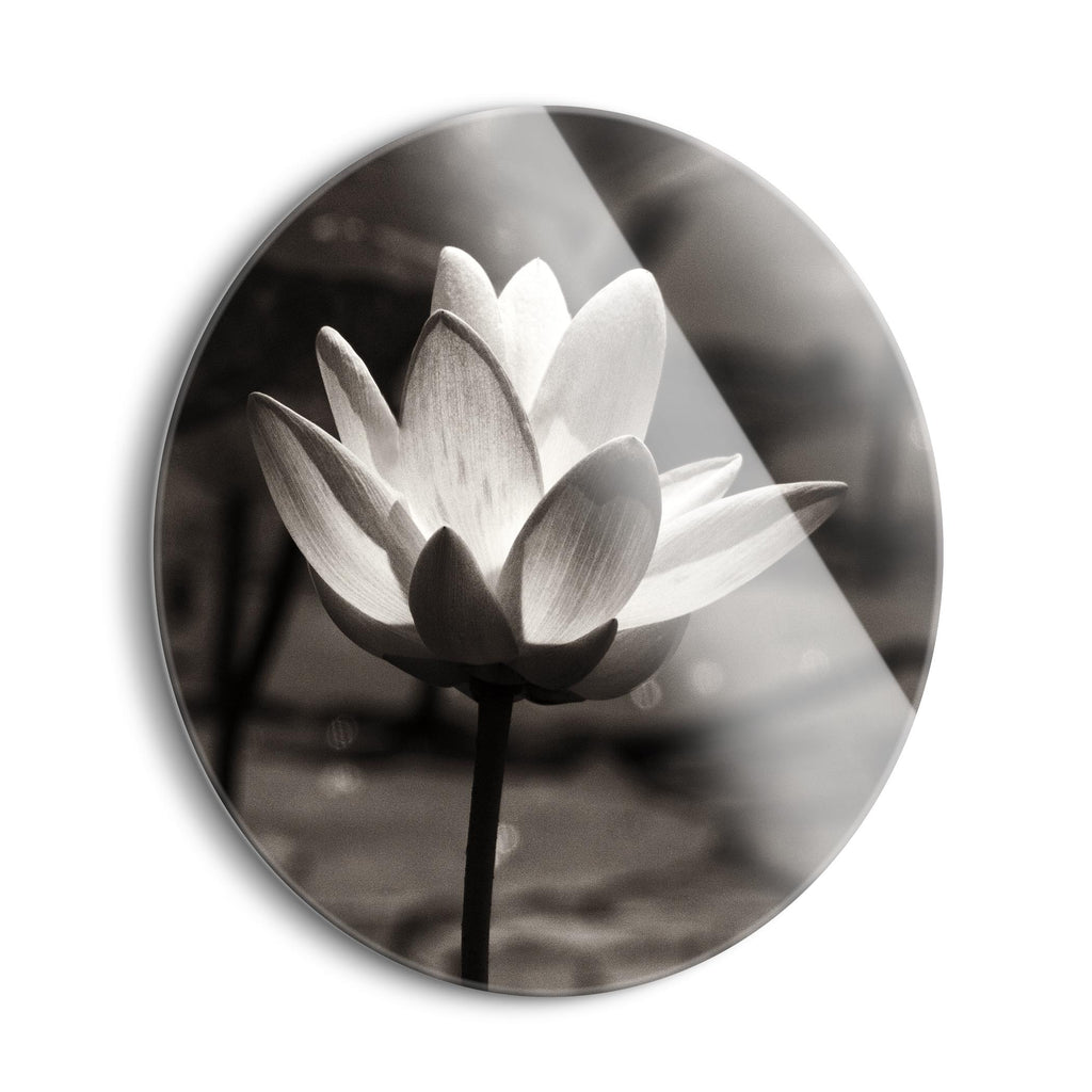 Lotus Flower VII Sq | 24x24 Circle | Glass Plaque