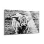 Highland Cow Staring Contest  | 24x36 | Glass Plaque