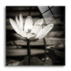 Lotus Flower VIII | 12x12 | Glass Plaque