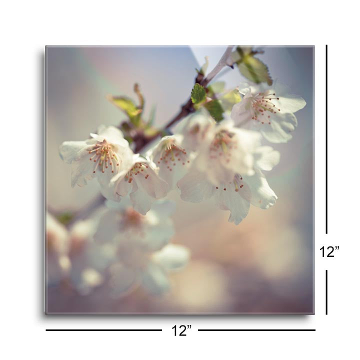Soft bloom II  | 12x12 | Glass Plaque