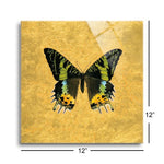 Butterfly on Gold  | 12x12 | Glass Plaque