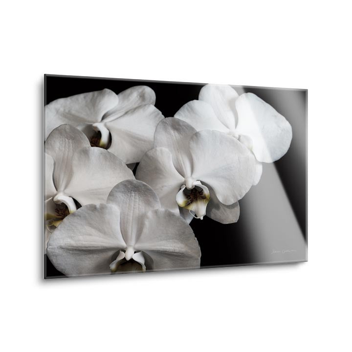 White Orchid II  | 12x16 | Glass Plaque
