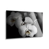 White Orchid I  | 12x16 | Glass Plaque