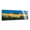 Tuscan Panorama - Sunflowers  | 12x36 | Glass Plaque