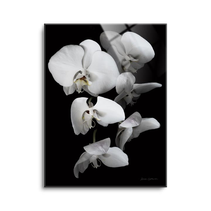 White Orchid III  | 12x16 | Glass Plaque