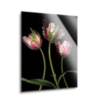 Parrot Tulips II (three tulips)  | 12x16 | Glass Plaque