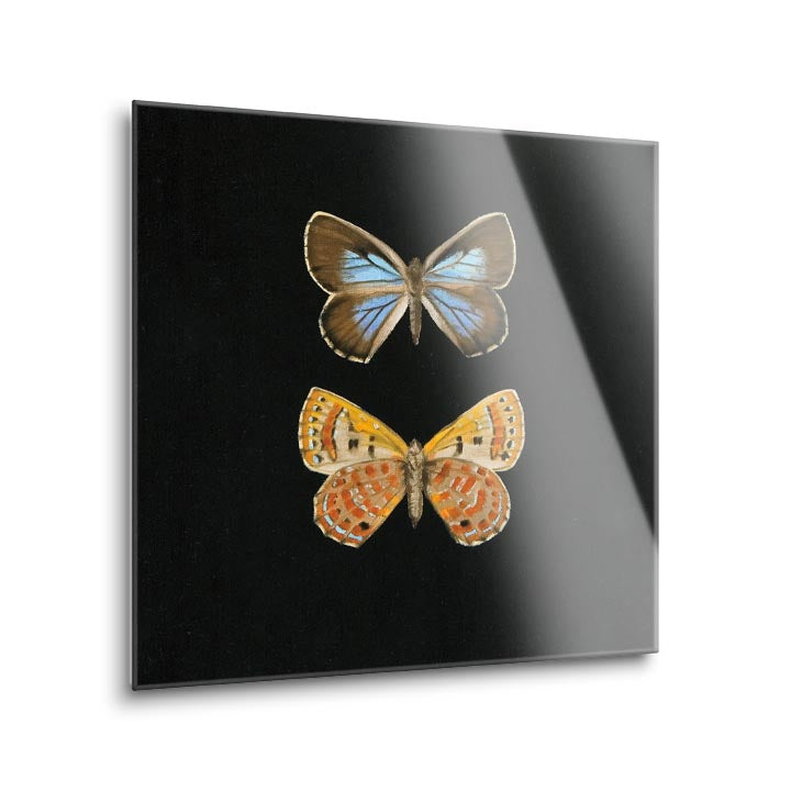 Pair of Butterflies on Black  | 12x12 | Glass Plaque
