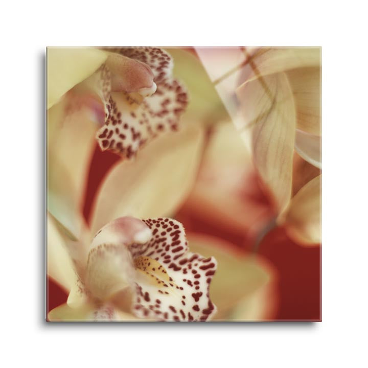 Cymbidium Flow I (orchid I)  | 12x12 | Glass Plaque