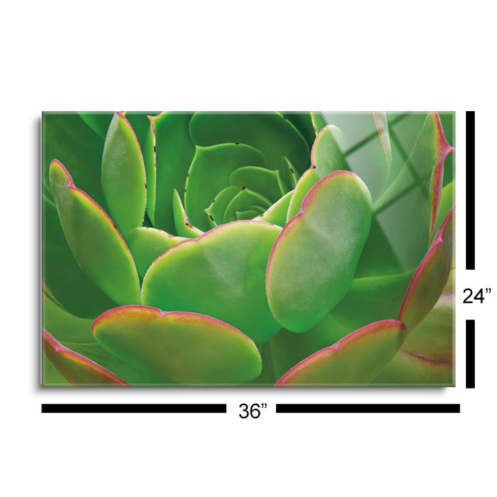 Red Trim Succulent I  | 24x36 | Glass Plaque