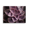 Echeveria I (purple flower)  | 12x16 | Glass Plaque