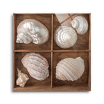 Seashells Treasures II  | 12x12 | Glass Plaque