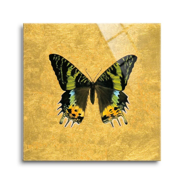 Butterfly on Gold  | 12x12 | Glass Plaque