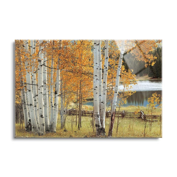 Birch Beauty  | 24x36 | Glass Plaque