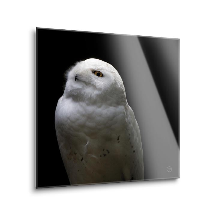 Snowy Owl Looks to the Sun  | 12x12 | Glass Plaque