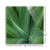 Tropical Macro I  | 12x12 | Glass Plaque