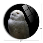 Snowy Owl Looks to the Sun  | 24x24 Circle | Glass Plaque