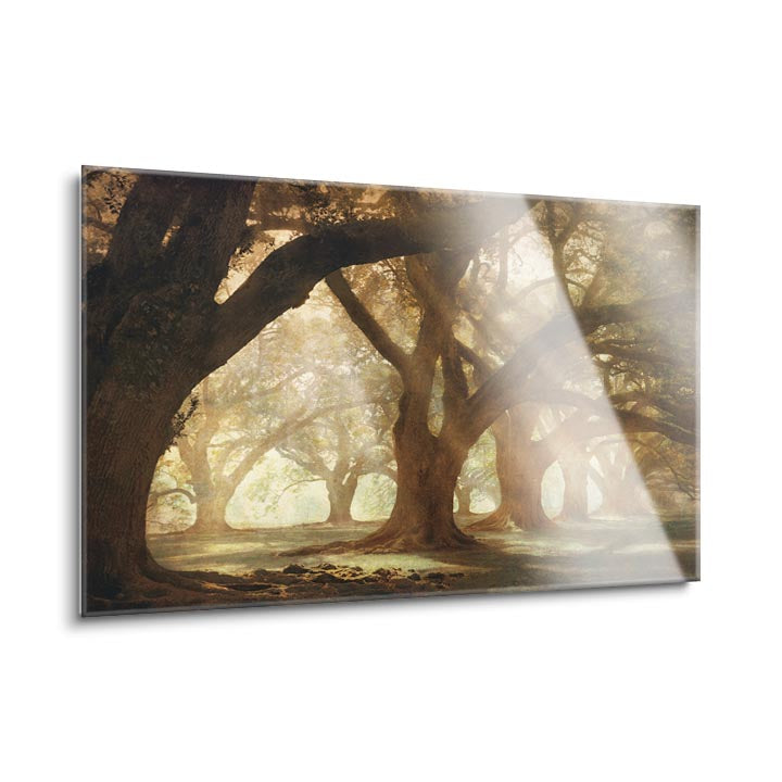 Oak Alley Morning Light  | 24x36 | Glass Plaque