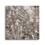 Silver Alliums  | 12x12 | Glass Plaque