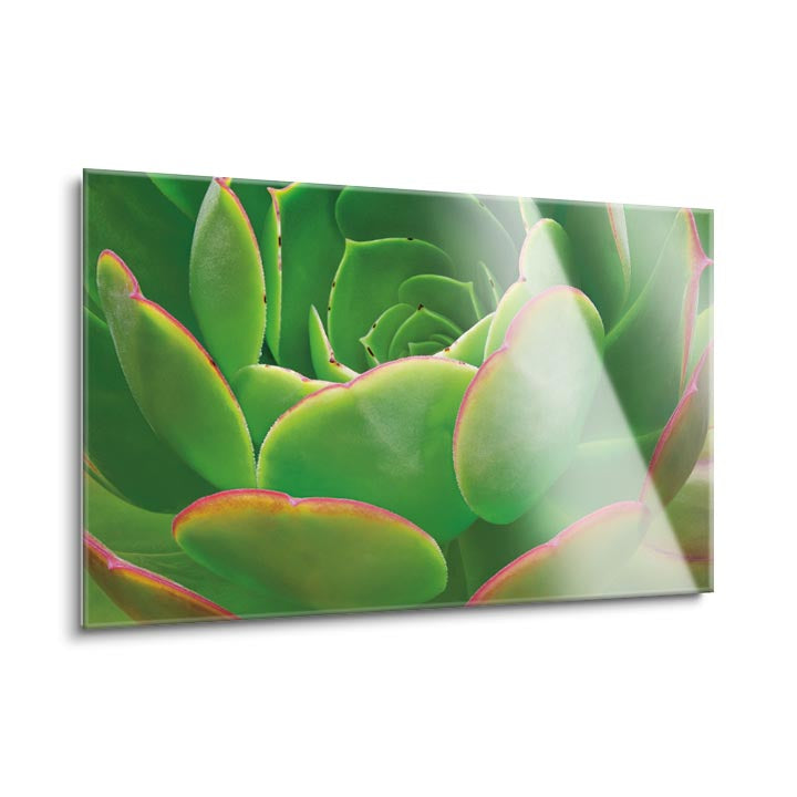 Red Trim Succulent I  | 24x36 | Glass Plaque