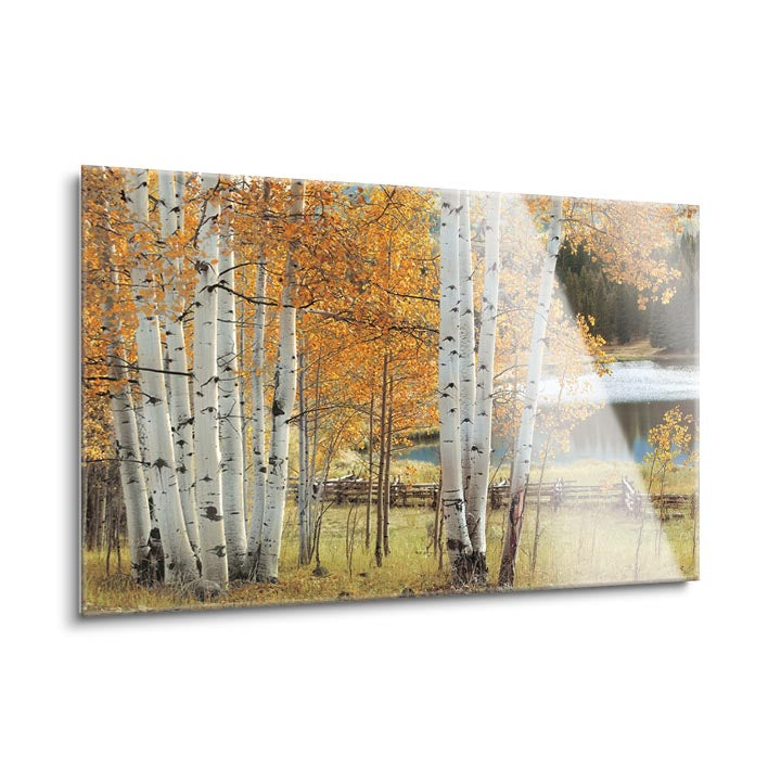 Birch Beauty  | 24x36 | Glass Plaque