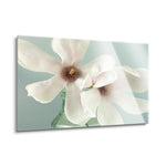 Magnolias  | 24x36 | Glass Plaque