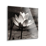 Lotus Flower VII Sq | 8x8 | Glass Plaque