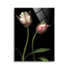 Parrot Tulips I (two tulips)  | 12x16 | Glass Plaque