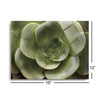 Echeveria II (green flower)  | 12x16 | Glass Plaque