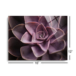 Echeveria I (purple flower)  | 12x16 | Glass Plaque