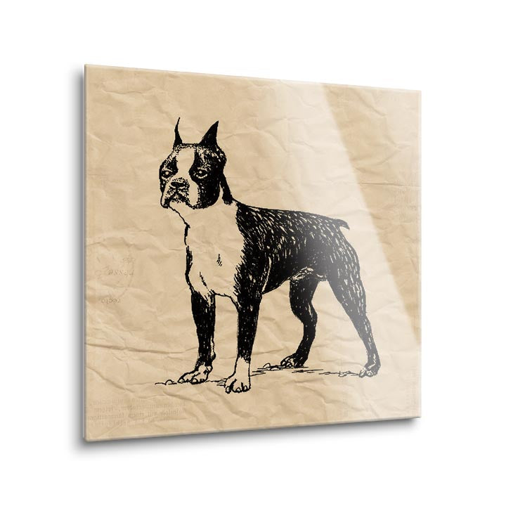 Boston Terrier  | 12x12 | Glass Plaque