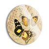 Vintage Gold Butterfly  | 24x24 Circle | Glass Plaque