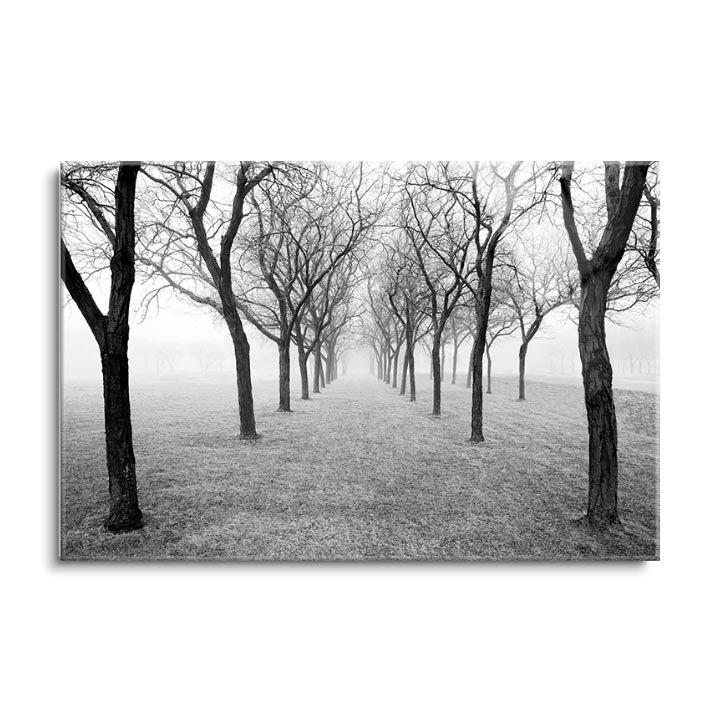 Tunnel of Trees  | 24x36 | Glass Plaque