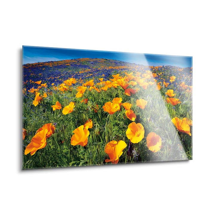 Poppy Field  | 24x36 | Glass Plaque