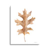 Fallen Leaf I  | 12x16 | Glass Plaque