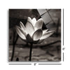 Lotus Flower VII Sq | 8x8 | Glass Plaque