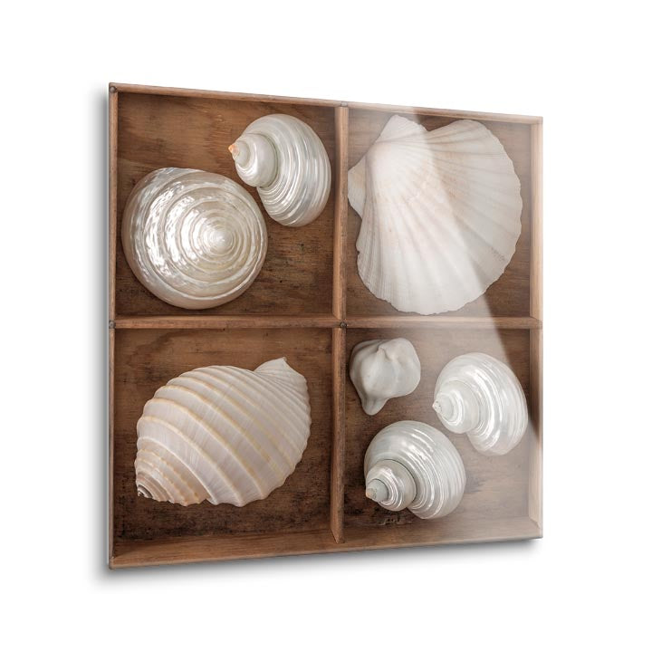Seashells Treasures III  | 12x12 | Glass Plaque