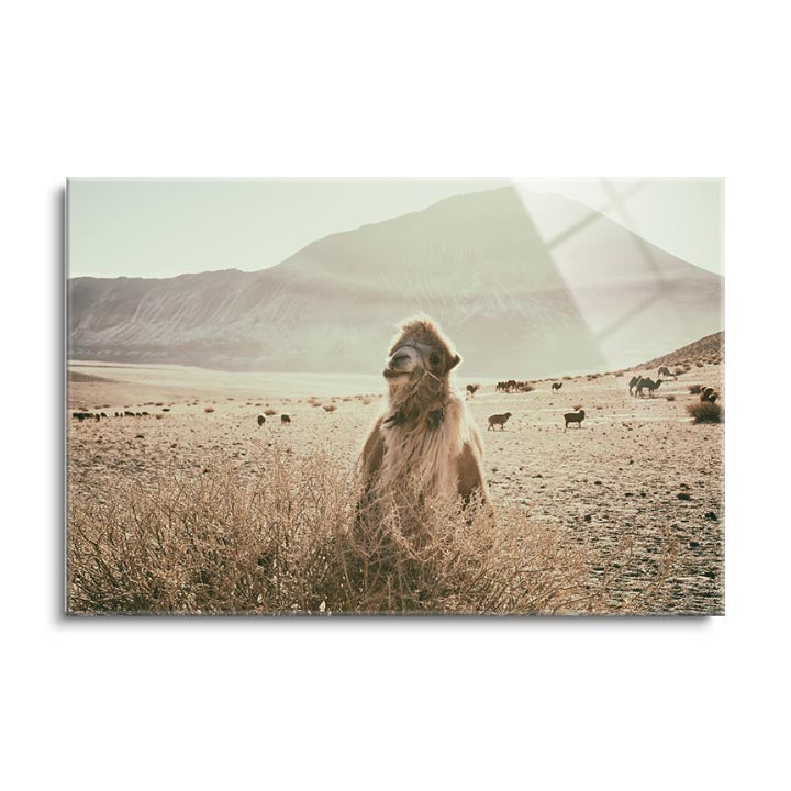 Desert Camel  | 24x36 | Glass Plaque