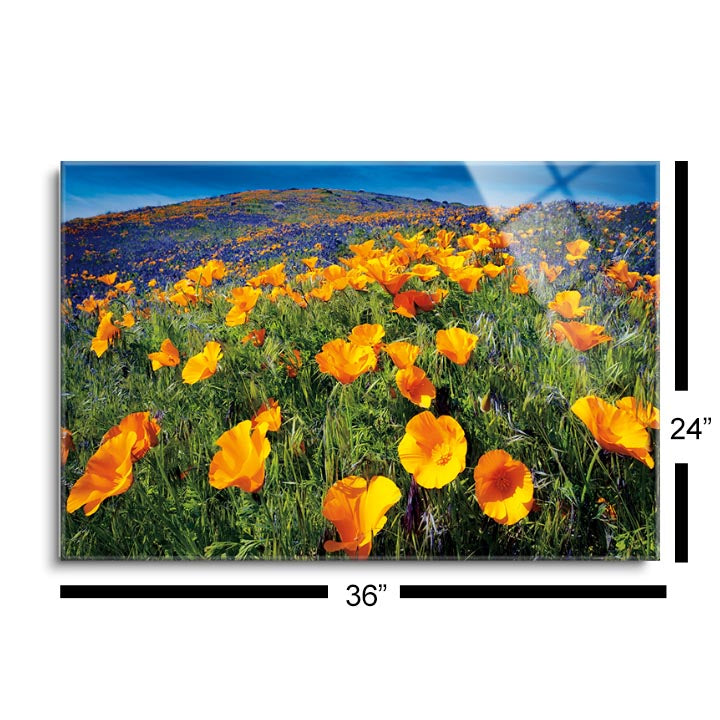 Poppy Field  | 24x36 | Glass Plaque