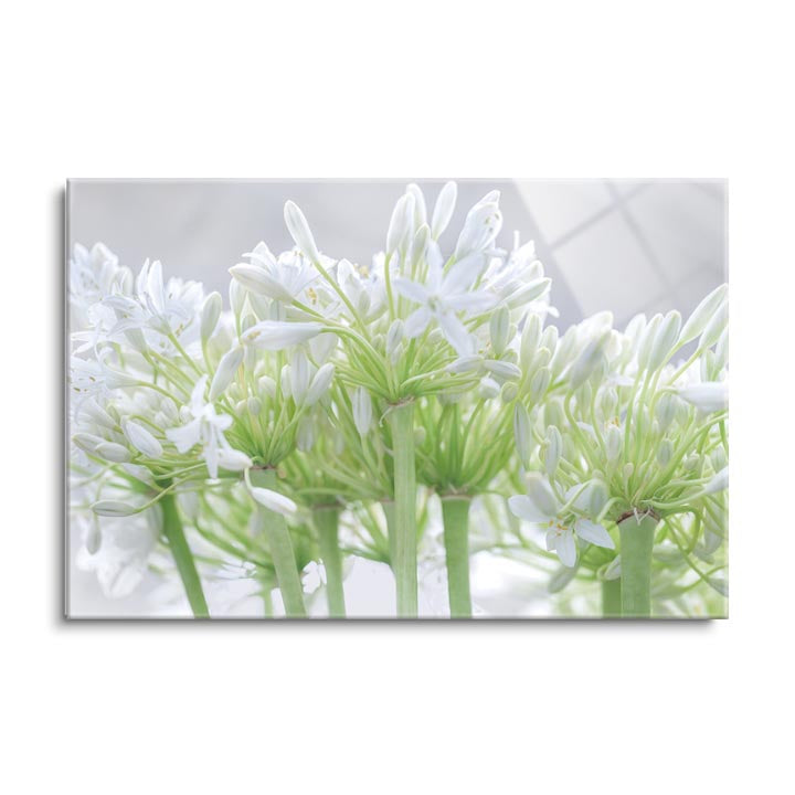 African Lily I  | 24x36 | Glass Plaque