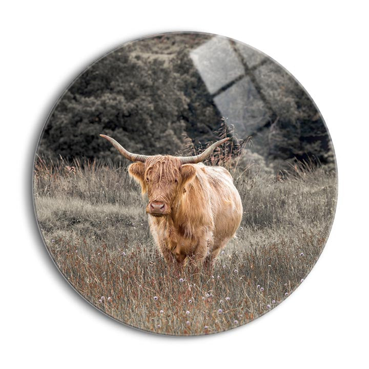Highland Cow I  | 24x24 Circle | Glass Plaque