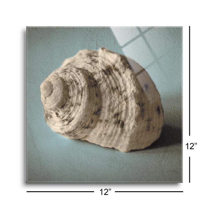 Seashell Study I  | 12x12 | Glass Plaque