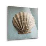 Seashell Study II  | 12x12 | Glass Plaque
