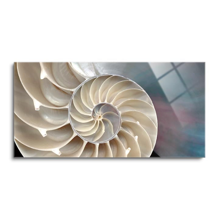 Nautilus  | 12x24 | Glass Plaque