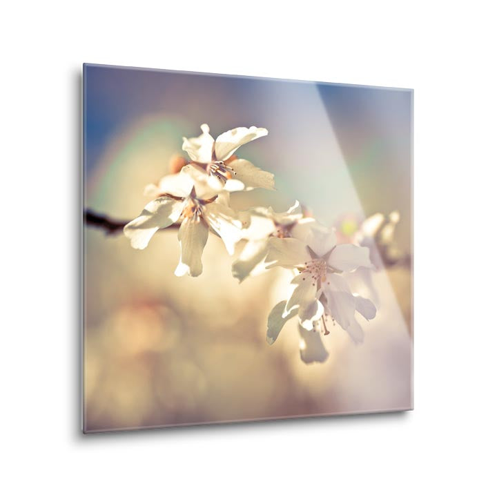 Soft Bloom I  | 12x12 | Glass Plaque