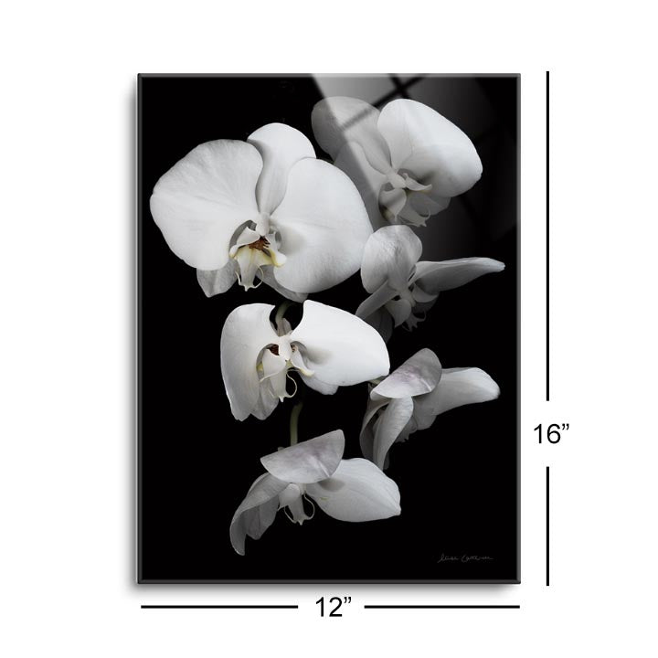 White Orchid III  | 12x16 | Glass Plaque