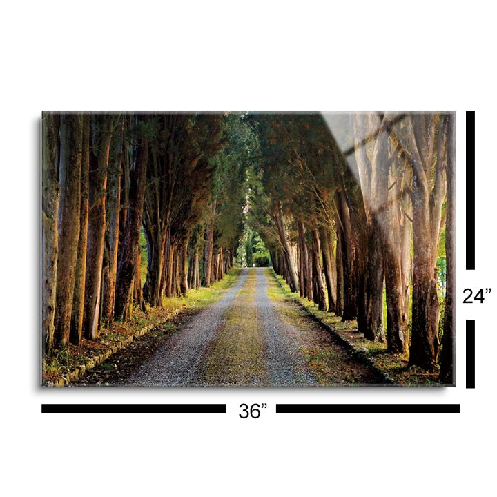 Tree Tunnel  | 24x36 | Glass Plaque